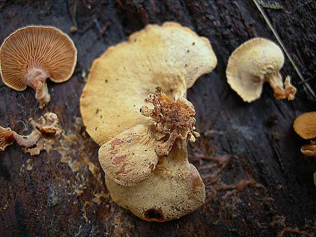Panellus stipticus var. albidotomentosus  ?